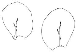 Achrophyllum dentatum, dorsal leaves. Drawn from P. Brownsey s.n., 13 June 1984, CHR 466409.
 Image: R.C. Wagstaff © Landcare Research 2017 